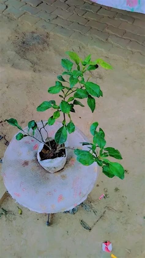 Well Watered Full Sun Exposure Green Orange Fruit Plant For Fruits At