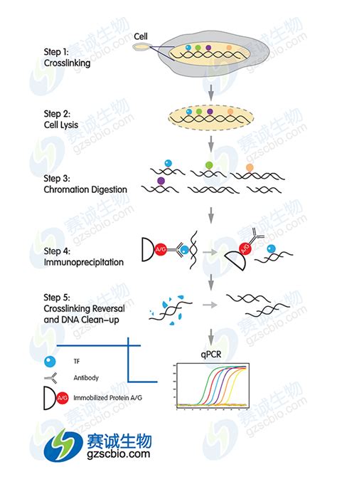 Chip 染色质免疫沉淀技术 技术专题 广州赛诚生物科技有限公司 服务于您的核心利益！