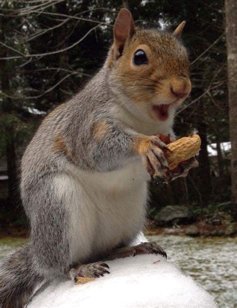 Pin By Gale Wolff On Squirrels Squirrel Pictures Squirrel Funny