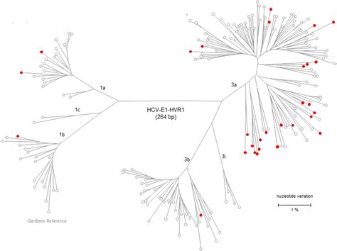 Unrooted Phylogenetic Tree Generated By The Maximum Likelihood Method Download Scientific