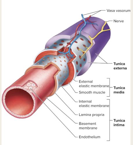 Hw Cardiovascular System Blood Vessels Images Flashcards Quizlet Hot