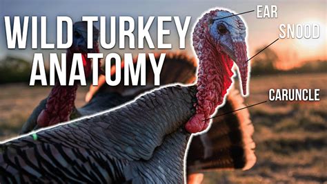 Understand Turkey Anatomy What You Need To Know Snood Caruncle