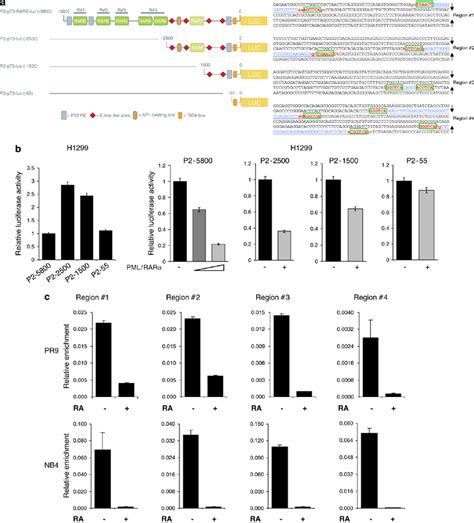 Effects Of Pml Sol Rar Alpha Fusion Protein And Ra On