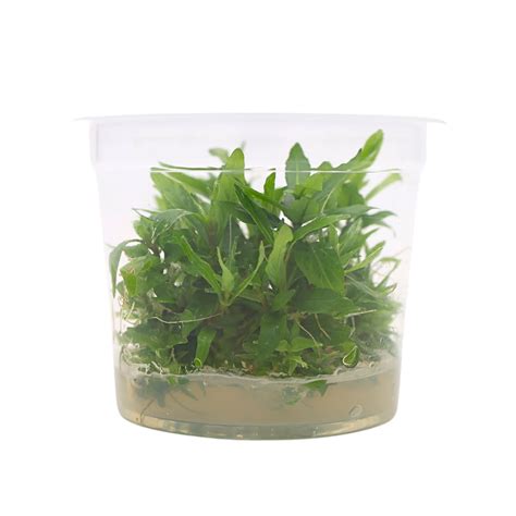 Staurogyne Repens For Sale 3 Pack Petco