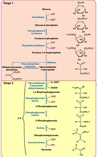 Metabolic Pathways Flashcards | Quizlet