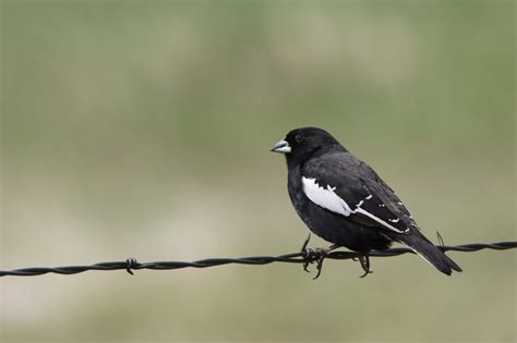 6 Beautiful Bunting Bird Species You Should Know - Birds and Blooms