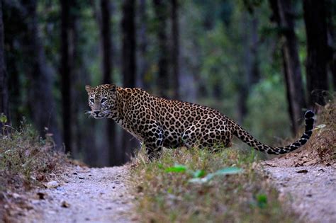 Indian Leopards Living High on the Dog - JSTOR Daily