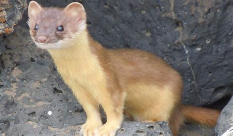 Long-tailed weasel facts, distribution & population | BioDB