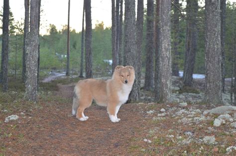 Kiitäjän sheltit: Santeri