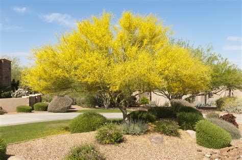 Desert Museum Palo Verde Tree