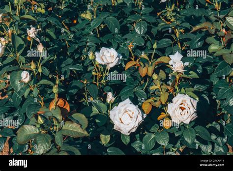 White roses. Garden with flowers, roses Stock Photo - Alamy