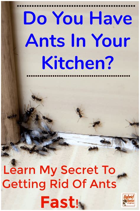 How To Get Rid Of Ants 9 Natural Ways To Prevent Ants Get Rid Of