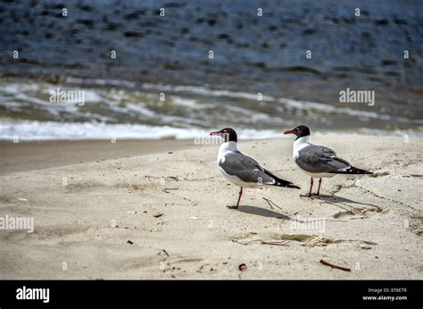 Laughing Sea Gulls On The Beach In Gulf Shores AL Stock Photo Alamy