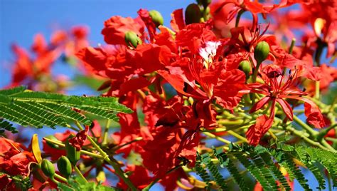 Flamboyant O Que É - Conheça as características da exuberante Flor de Flamboyant (Delonix ...