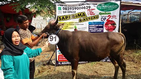 Sapi Bima Qurban Kode Di Jakarta Goqurban Jual Kambing