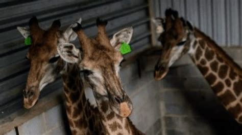 Fuga Das Girafas O Mist Rio Dos Animais Confinados Em Resort De Luxo