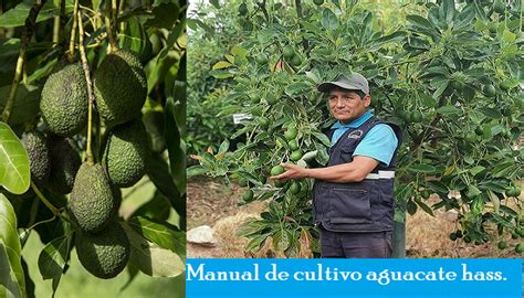 Extraordinario Manual De Cultivo Aguacate Hass Agrovet77