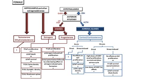 Effects Of Sex And Stress Hormones On Hippocampal Structural Plasticity