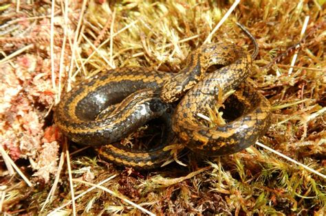 New species of snake found in Peru named after Harrison Ford | Gold ...