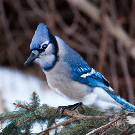 Blue Jay Bird: The Vibrant Icon of North American Skies