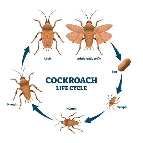 How Does Cockroach Nest Look Like Pestproper