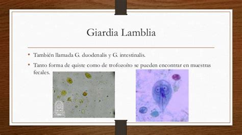 Giardia Lamblia