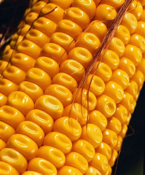 Dent corn - Alchetron, The Free Social Encyclopedia