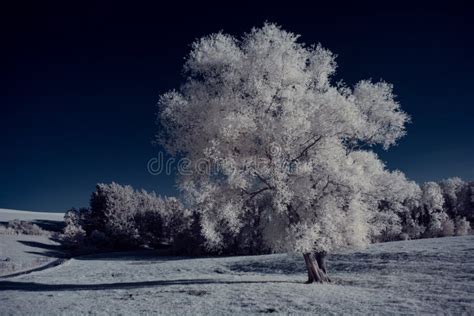 Fotografía Infrarroja Foto Ir De Paisaje Con árbol Bajo El Cielo Con