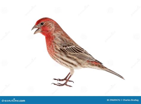 House Finch Isolated stock photo. Image of house, wildlife - 29689476