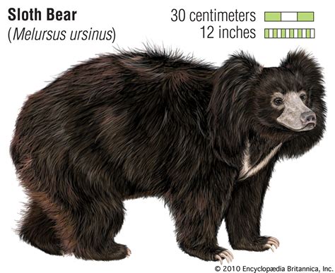 Sloth bear | Size, Weight, Habitat, & Facts | Britannica