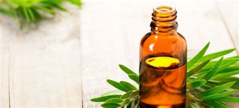 Tea Tree Oil Benefits Uses And Potential Side Effects Dr Axe