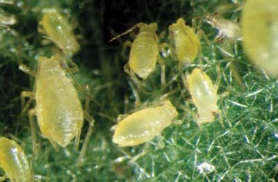 UF/IFAS Vegetable Arthropod Pest Photographs CD-ROM II