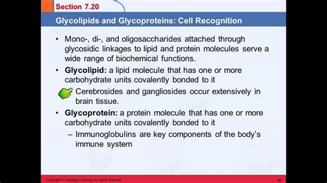 3B 7.20 Glycolipids & Glycoproteins: Cell Recognition - YouTube