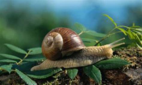 How Do You Say Snail In French