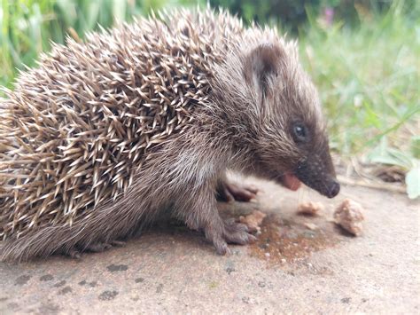 tips for hedgehog not eating without vet 1