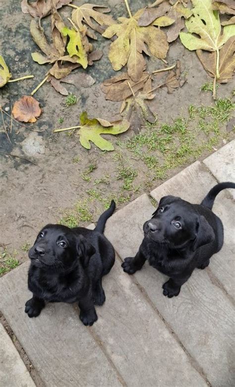 Labrador Welpen Schwarz Ohne Papiere Kaufen Zu Verkaufen Jahr 2022