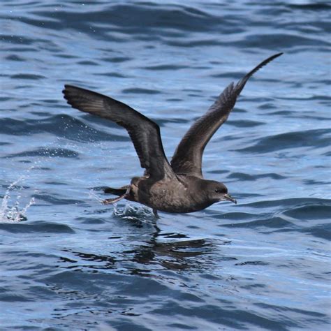 Bird Short Tailed Shearwater Barwon Bluff