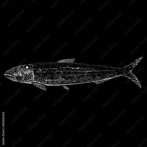 Sardine hand drawing. Vector illustration isolated on black background ...