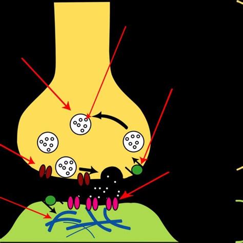 Components of a typical animal cell: 1 -Nucleolus, 2 -Nucleus, 3 ...