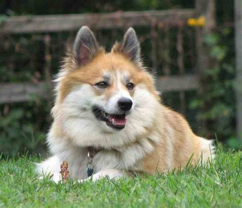 icelandic_sheepdog_ | Icelandic Sheep Dog ( Iceland) | Pinterest Icelandic Sheepdog, English ...