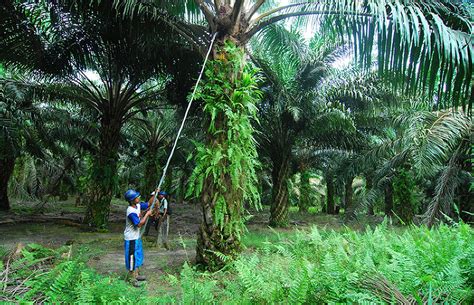 Oil Palm Plantation Expenses Max Oliver