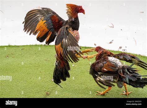 gallos de pelea, Mallorca, balearic islands, Spain Stock Photo - Alamy