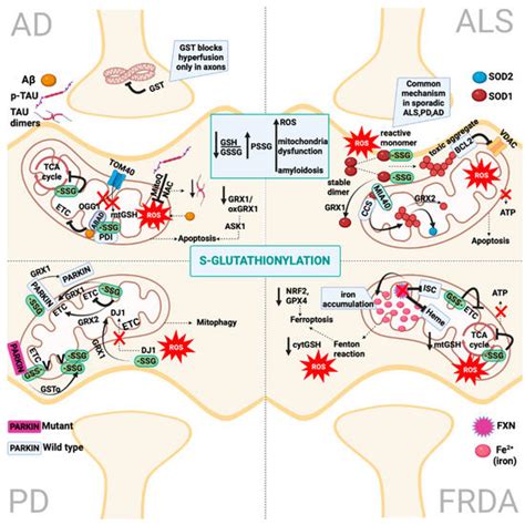 Ijms Free Full Text S Glutathionylation And S Nitrosylation In Mitochondria Focus On