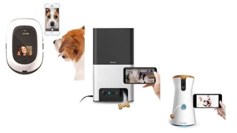 10 Best Pet Cameras: Your Buyer’s Guide (2020) | Heavy.com