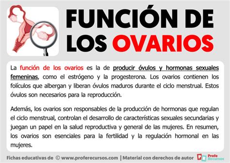 Función De Los Ovarios