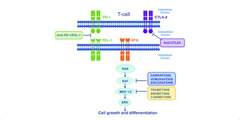 Mechanism Of Action Of Mapk Targeted Drugs And Immunotherapies The