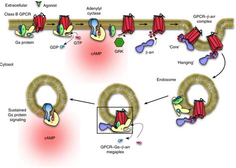 Structure Of An Endosomal Signaling Gpcr G Protein Arrestin