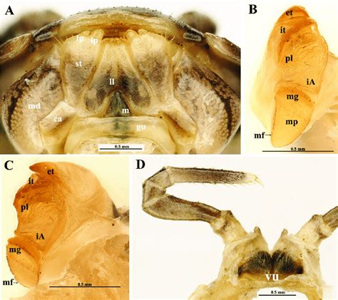 Tonkinomeris Huzhengkuni Sp Nov Paratype A Gnathochilarium