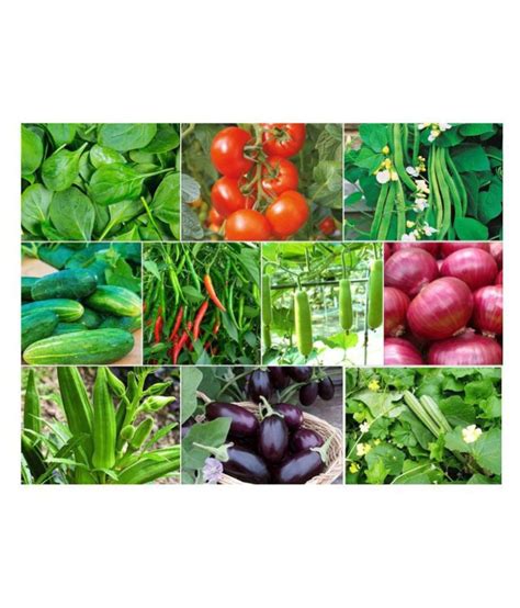 Joycity Organic Vegetable Seeds Combo 10 Varieties Of Vegetable Seeds