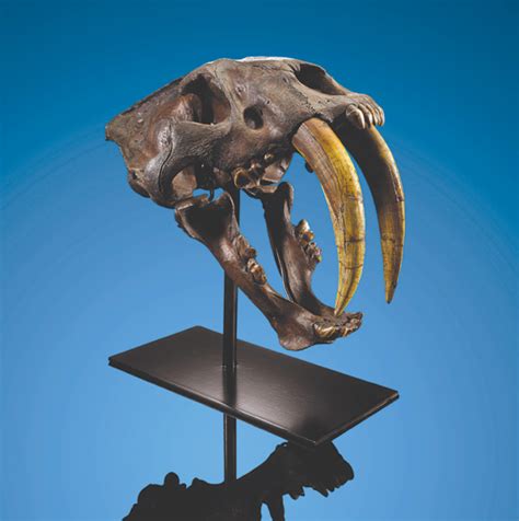 Auction digs up rare fossilized saber-toothed cat skull - Beverly Press ...